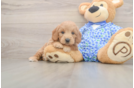 Mini Goldendoodle Pup Being Cute