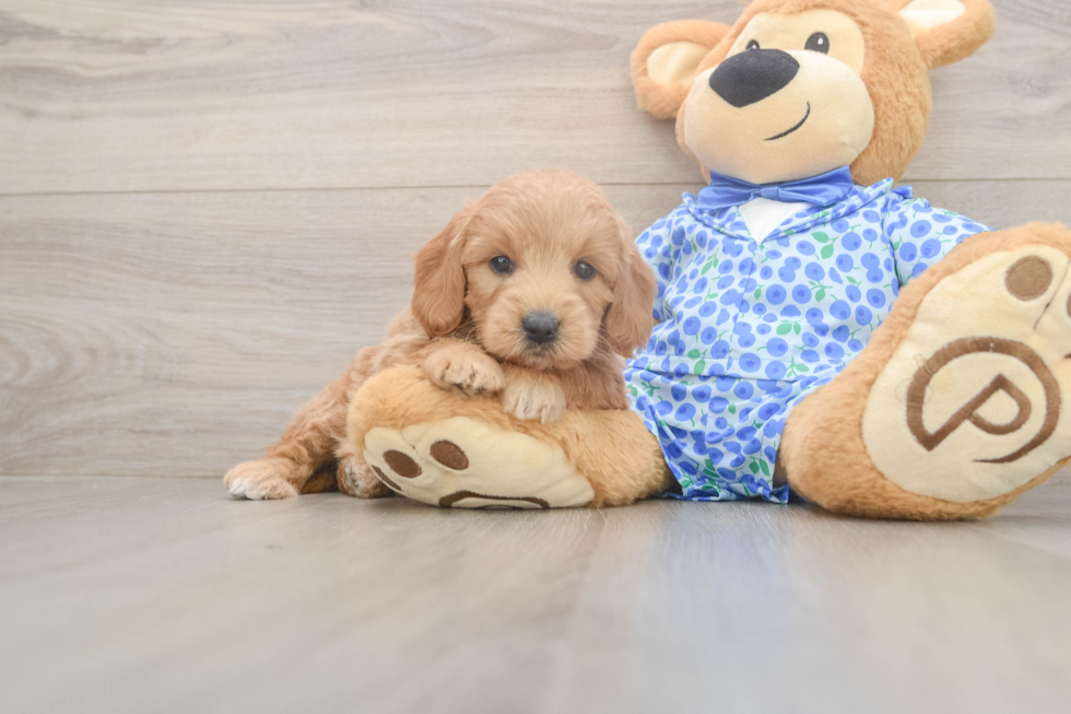 Mini Goldendoodle Pup Being Cute