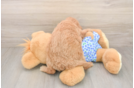 Best Mini Goldendoodle Baby