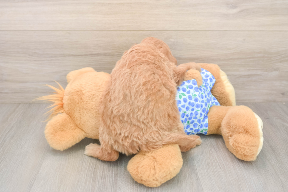 Best Mini Goldendoodle Baby