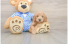 Hypoallergenic Mini Goldiepoo Poodle Mix Puppy