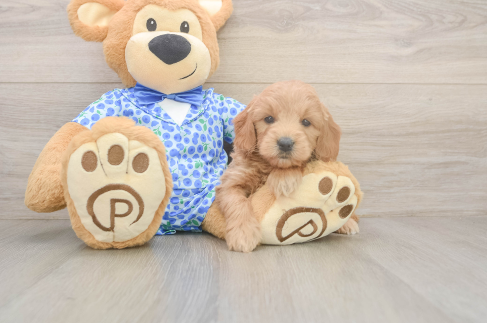 5 week old Mini Goldendoodle Puppy For Sale - Premier Pups