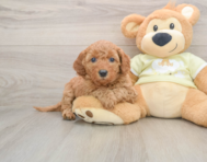 7 week old Mini Goldendoodle Puppy For Sale - Premier Pups