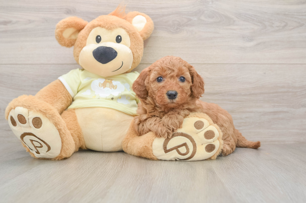 Petite Mini Goldendoodle Poodle Mix Pup