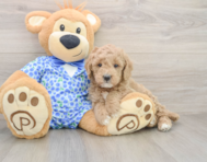 7 week old Mini Goldendoodle Puppy For Sale - Premier Pups