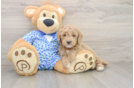 Mini Goldendoodle Pup Being Cute