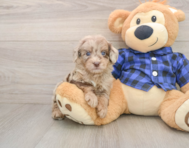 7 week old Mini Goldendoodle Puppy For Sale - Premier Pups