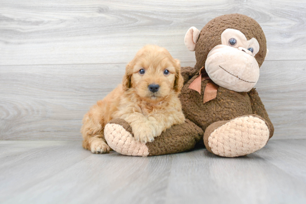 Funny Mini Goldendoodle Poodle Mix Pup