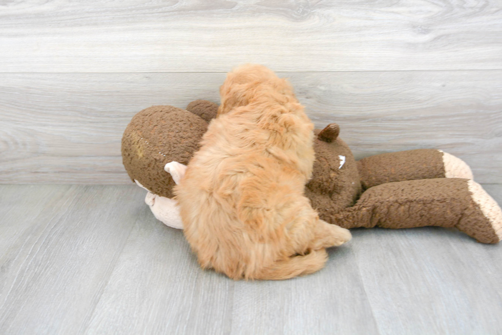 Fluffy Mini Goldendoodle Poodle Mix Pup