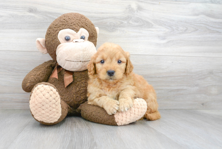 Mini Goldendoodle Pup Being Cute