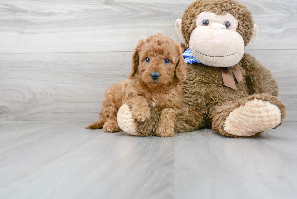 Best Mini Goldendoodle Baby