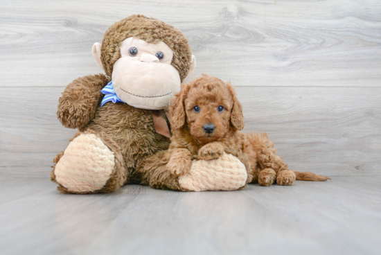 Popular Mini Goldendoodle Poodle Mix Pup