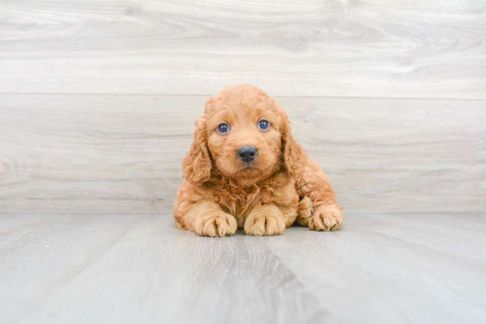 Mini Goldendoodle Pup Being Cute