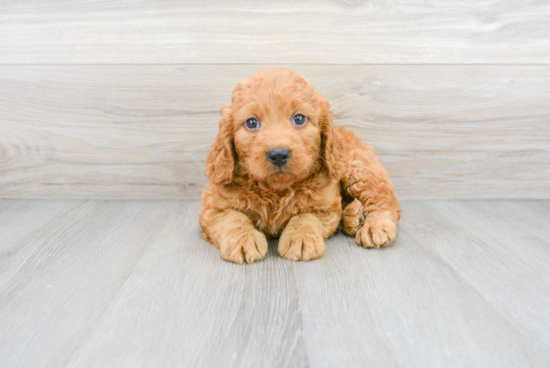 Little Golden Retriever Poodle Mix Puppy