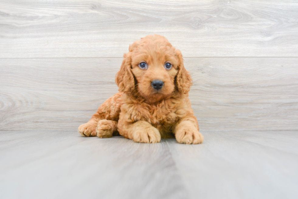 Best Mini Goldendoodle Baby