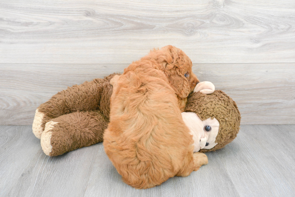 Little Golden Retriever Poodle Mix Puppy