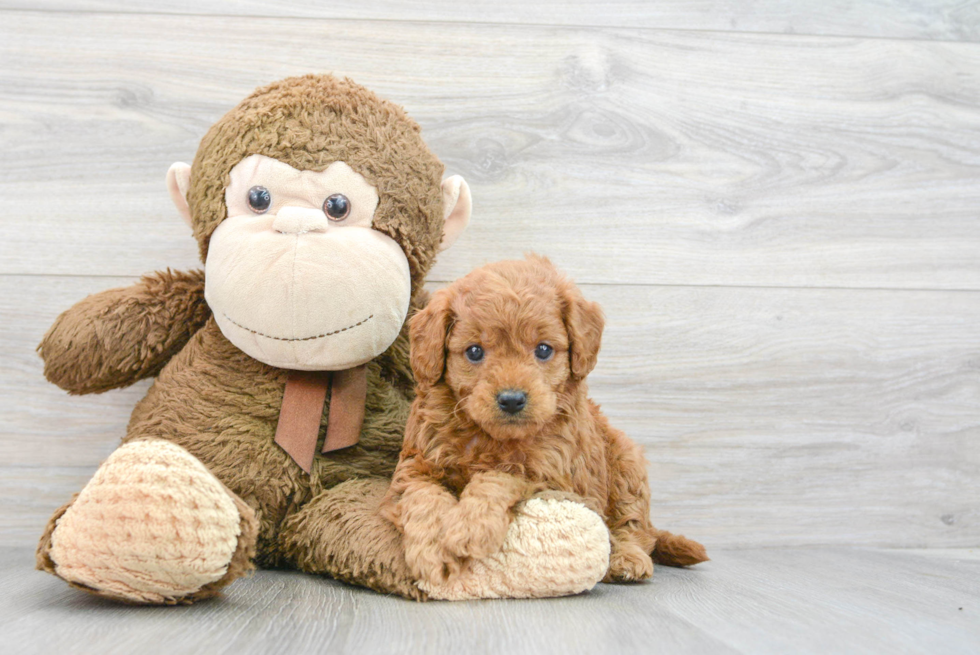 Little Golden Retriever Poodle Mix Puppy