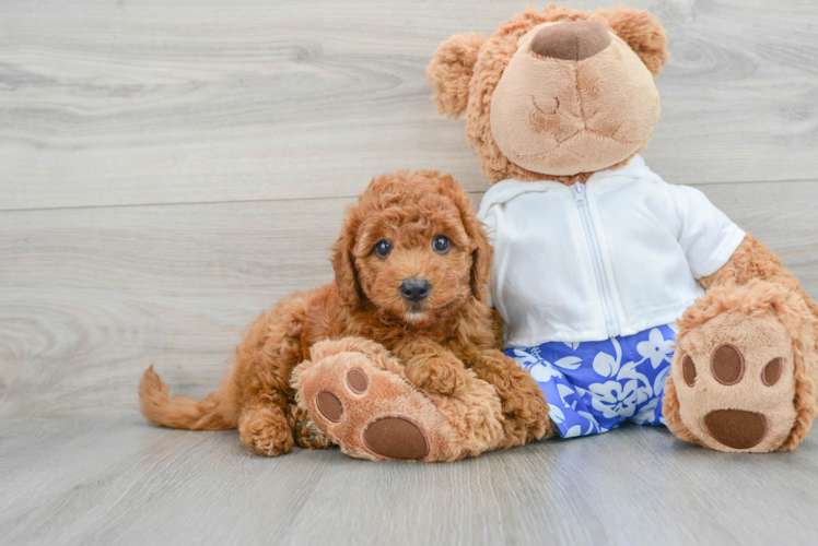 Mini Goldendoodle Puppy for Adoption