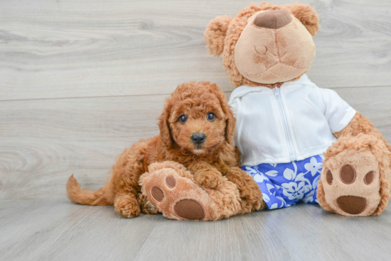 Mini Goldendoodle Puppy for Adoption