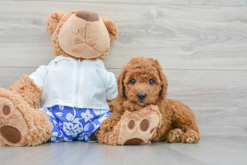 Best Mini Goldendoodle Baby