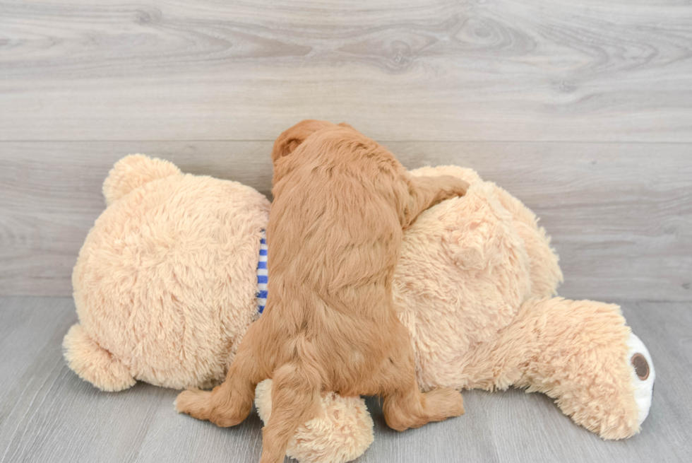 Adorable Golden Retriever Poodle Mix Puppy