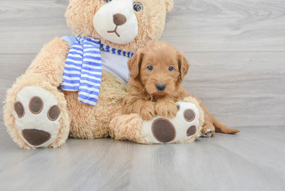 Best Mini Goldendoodle Baby