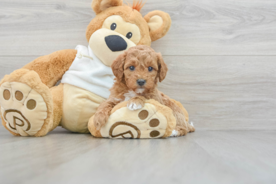 Mini Goldendoodle Pup Being Cute