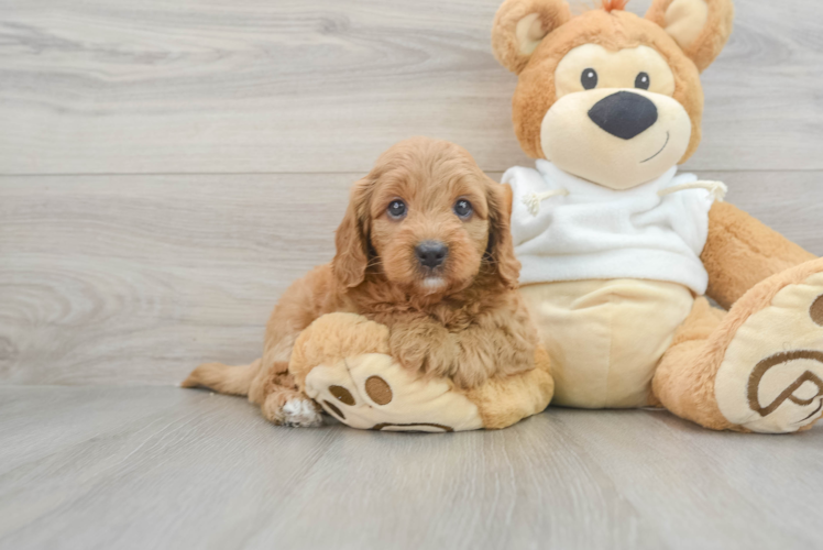 Mini Goldendoodle Pup Being Cute