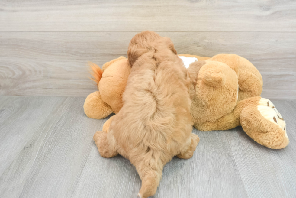 Cute Mini Goldendoodle Baby