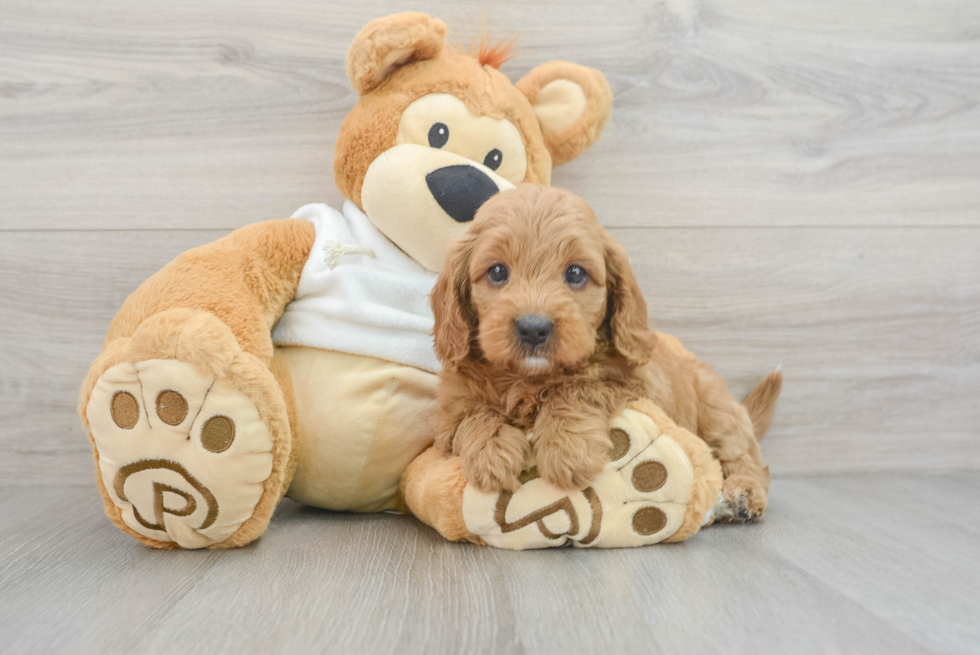 Small Mini Goldendoodle Baby