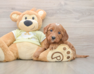 7 week old Mini Goldendoodle Puppy For Sale - Premier Pups