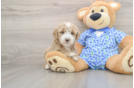 Cute Mini Goldendoodle Baby