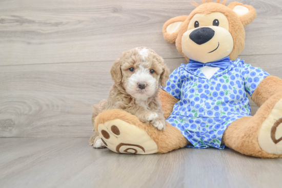 Cute Mini Goldendoodle Baby