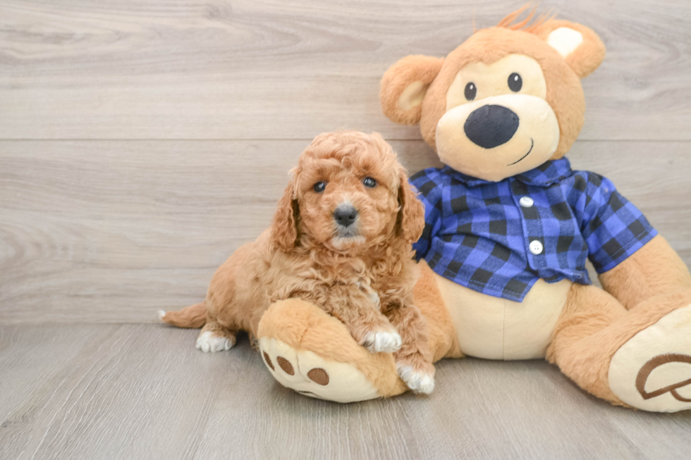 Playful Mini Groodle Poodle Mix Puppy