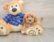 6 week old Mini Goldendoodle Puppy For Sale - Premier Pups