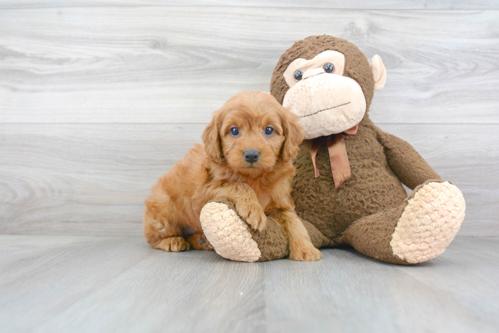 Best Mini Goldendoodle Baby