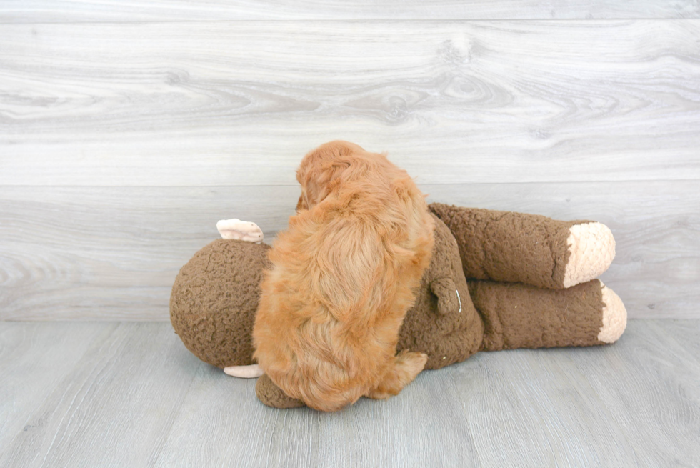 Mini Goldendoodle Puppy for Adoption