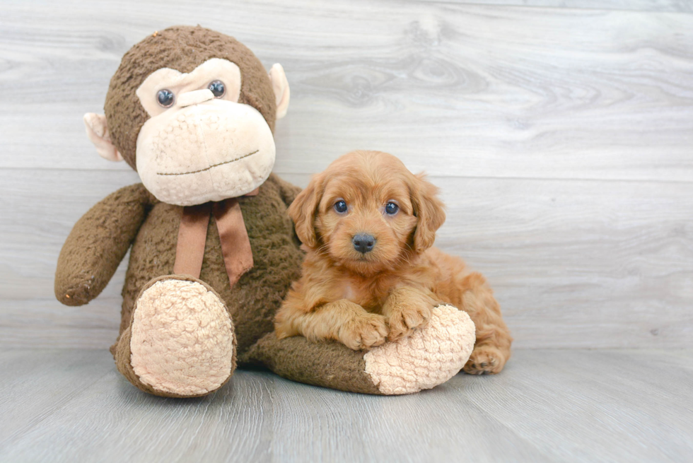 Smart Mini Goldendoodle Poodle Mix Pup