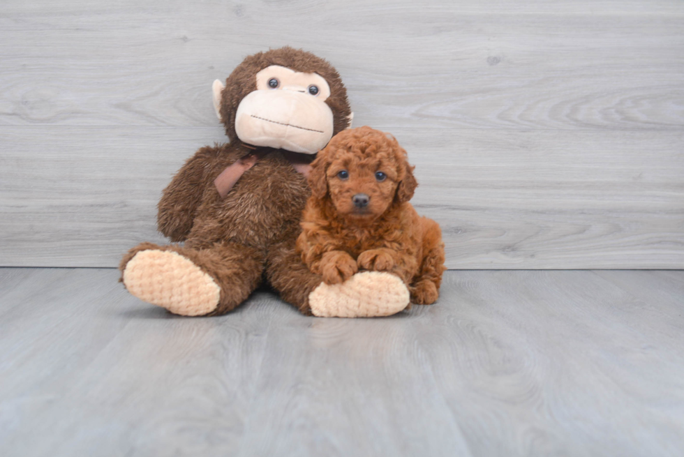 Energetic Golden Retriever Poodle Mix Puppy