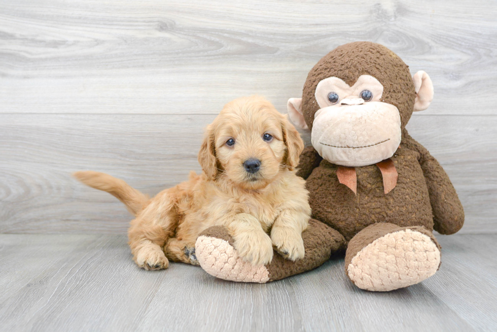 Happy Mini Goldendoodle Baby