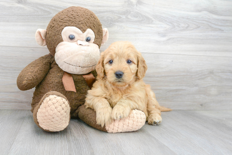 Mini Goldendoodle Pup Being Cute