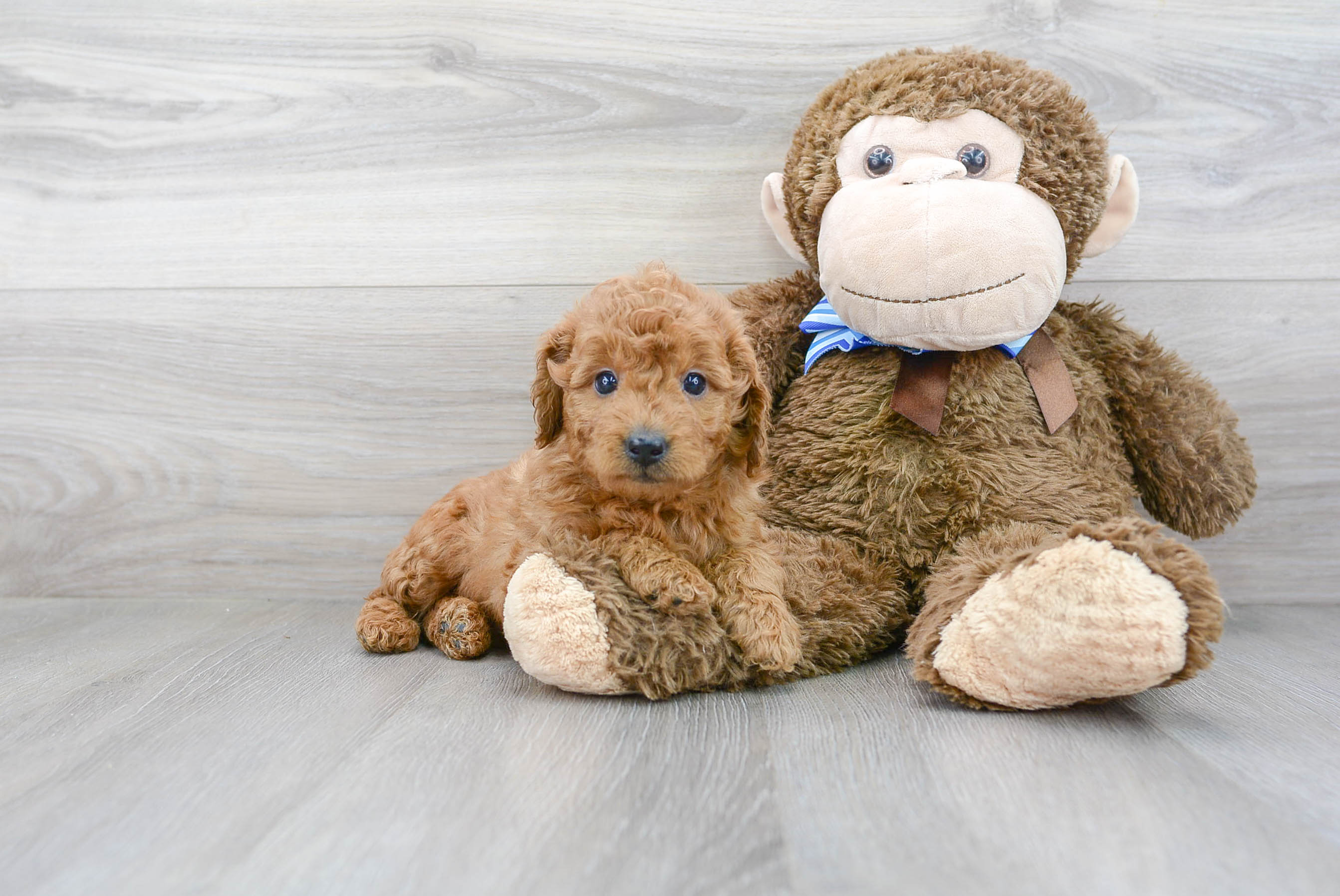 Mini Goldendoodle Puppy for Adoption