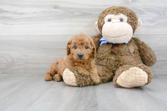 Mini Goldendoodle Puppy for Adoption