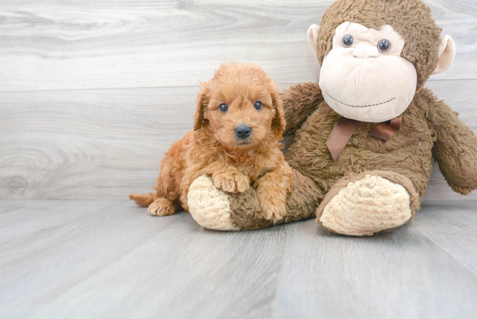 Cute Mini Goldendoodle Baby