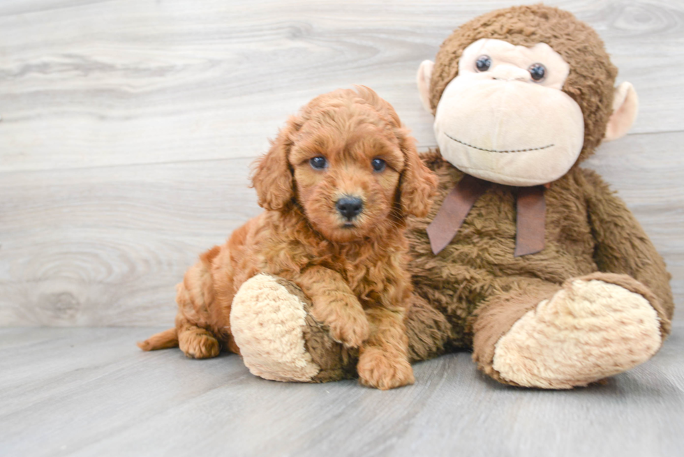 Mini Goldendoodle Pup Being Cute