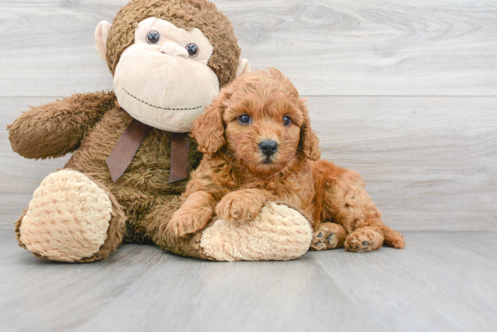 Best Mini Goldendoodle Baby