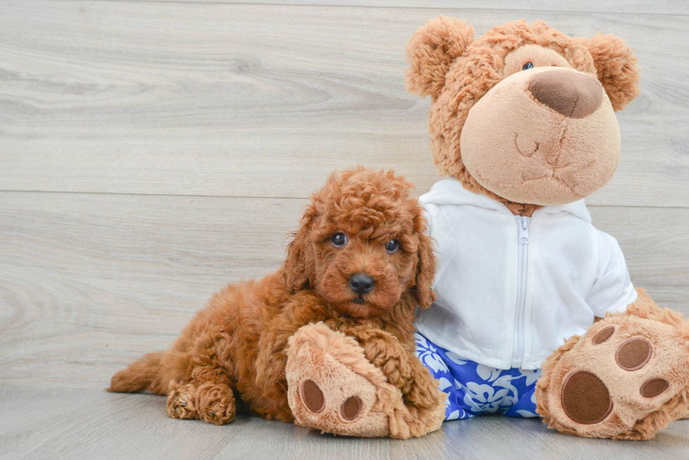 Small Mini Goldendoodle Baby