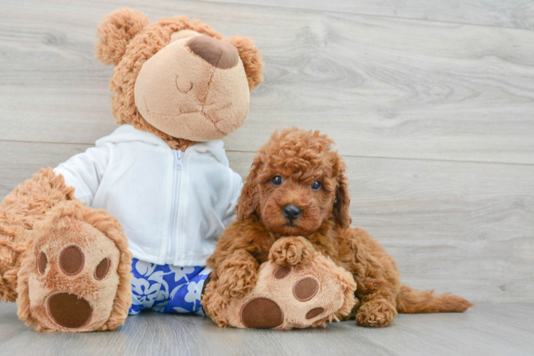 Mini Goldendoodle Puppy for Adoption