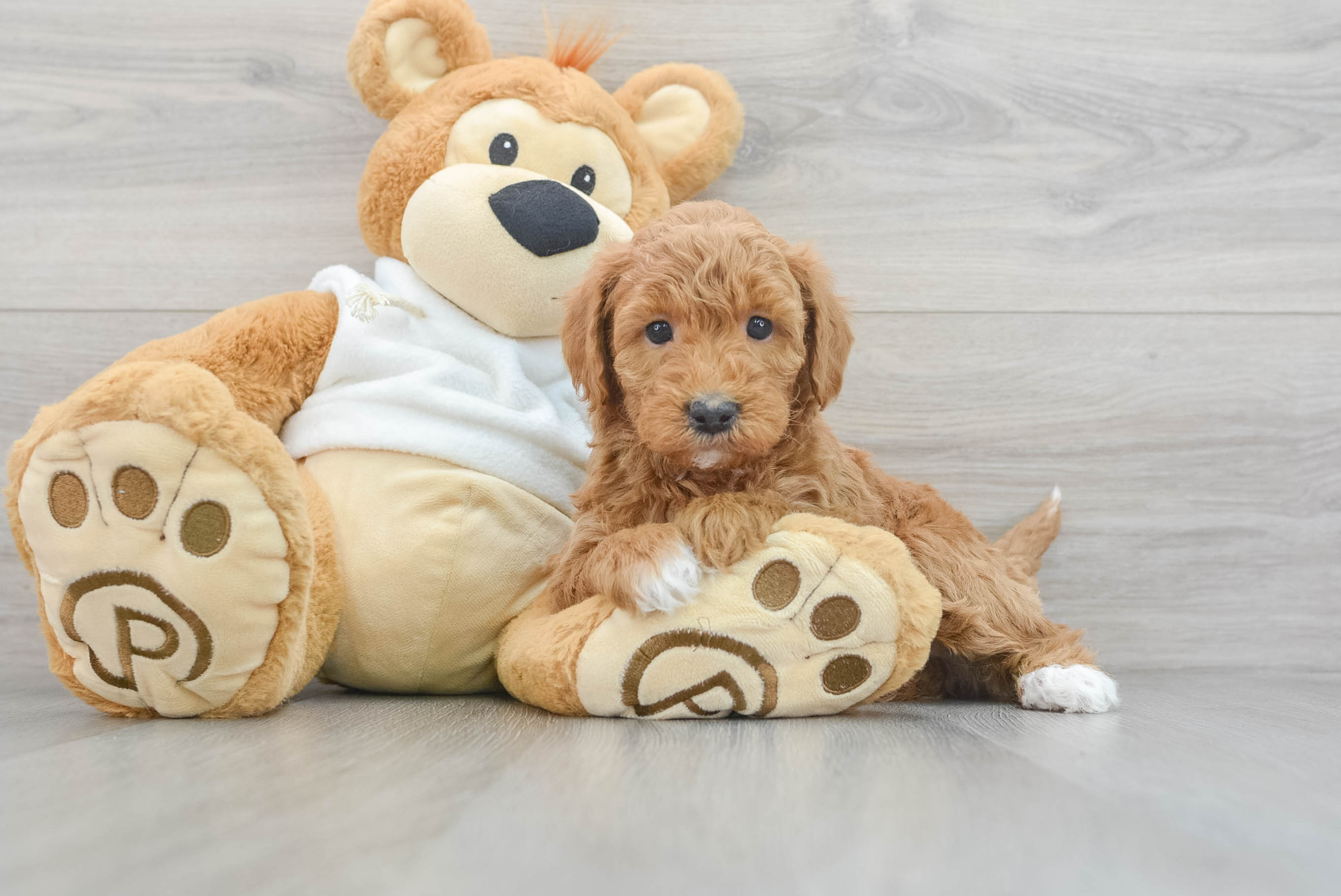 Best Mini Goldendoodle Baby
