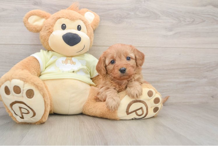 Fluffy Mini Goldendoodle Poodle Mix Pup